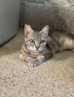 Josie - Beckingen