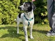 Sehr verschmuste aufgeschlossene Labrador- Münsterländer Mischlingshündinnen ca 6 Monate alt - Angern