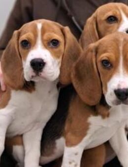 Hetti, Dotti und Lotti - Beagle Welpen - Reisbach