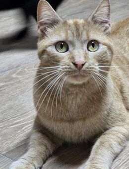 Kater Morris möchte eine Familie - Lalendorf