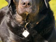Schweizer/Berner Sennenhund Mischlingswelpen - Jübek