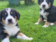 Entlebucher Sennenhund Welpen - Hennef (Sieg) Zentrum