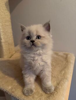 BKH Kitten /BLH Kätzchen - Berlin Reinickendorf