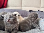 BKH Kitten - Herne