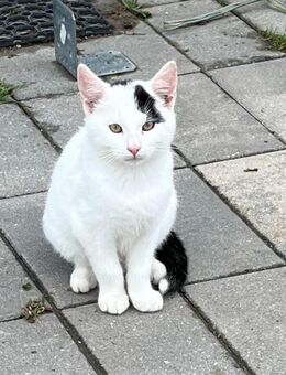 Kater - Bitburg
