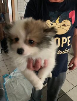 Pomeranian Spitz Mischlinge - Mehlingen