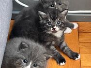 3 zuckersüße Maine Coon Mischlingskaterchen suchen ein neues Zuhause - Rudersberg