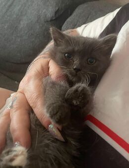 Bkh perser mix katzenbabys - Lichtenfels (Bayern)