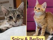 Berlioz & Spicy suchen ihr Zuhause - München