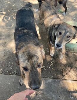 🆘 🌟 Kämpfer Milan 🌟🆘 Notfall - Eislingen (Fils)