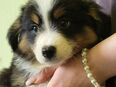 Miniatur Australian Shepherd in Black Tri in 39444