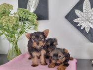 Kleinbleibende Yorkshire Terrier/Chip - Simbach