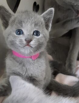 Russisch blau kitten - Hünstetten