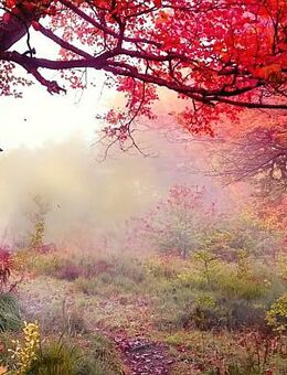 Wer, zwischen 50/65 Jahren w/m möchte mit mir kleine Wanderungen zu unternehmen ? - Augsburg