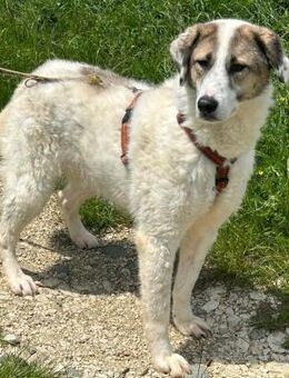 Selbstbewusste und freundliche NALA! - Korschenbroich