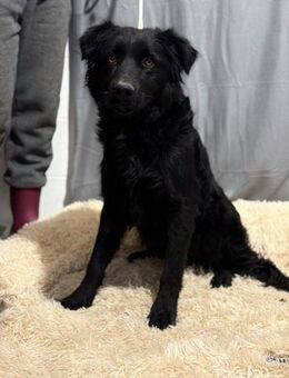 Gilgames - wunderhübscher Rüde - Köln