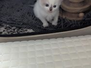 Zwei ragdoll Mädels suchen ein Haus - Rhauderfehn