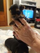 Yorkshire Terrier Welpen baby verkaufen in 85250