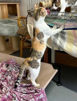 Sausewinde Lena und Lerea - Zusammen? - Bad Camberg