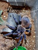 Lasiocyano Sazimai in 29342