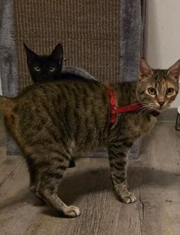 Wildfang Katze zu vermitteln - Gifhorn Zentrum