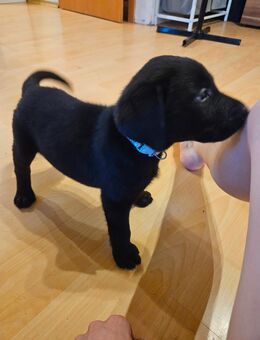Labrador Welpen suchen ein zu Hause (6 Rüden) - Schweich