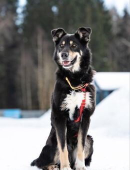 Tolle Sirena sucht liebevolles Zuhause - Duisburg