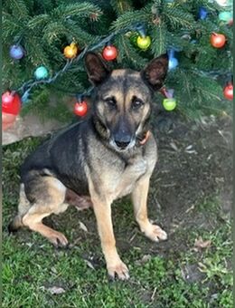 Durango, männlich, Schäfer-Mix, geb. Dezember 2019 - Bad Oeynhausen