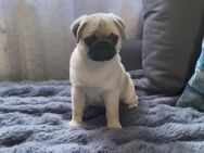 Mops Welpe - Bremen