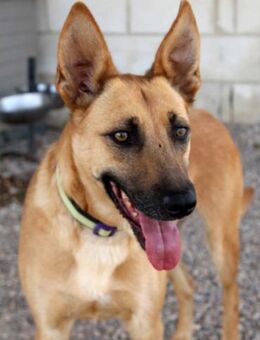 KIKA - sucht erfahrenes Zuhause..... - Kempen