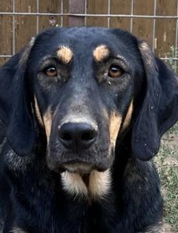 Cake, geb. ca. 06/2023, Griechenland - Markdorf