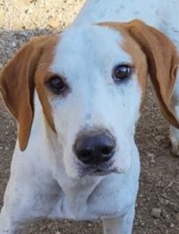 Bracken-Bub ♥Tilly♥ wahrer Sonnenschein - Hamburg