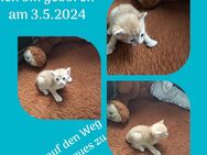Baby Kater - Halle (Saale)
