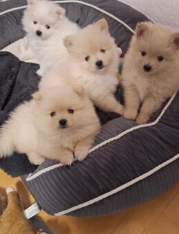 Pomeranien Zwerg Spitz Welpen - Salzwedel (Hansestadt)