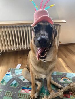 Junge Schäferhund-Mix Hündin sucht erfahrenes Zuhause mit Garten - Fürth