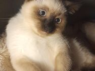 2 wunderschöne Siamkatzen, 2 Siambabys, Siam Kätzchen, Siam Kater und Siam kitten, Reinrassige Siam katzen - München Bogenhausen