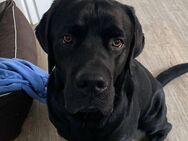 ENDLICH GENUG PLATZ FÜR IHREN EIGENEN HUND - IM NEUEN HAUS MIT GARTEN! - Zwickau