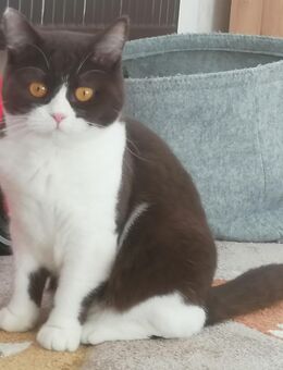 BKH, Britisch Kurzhaar, Bicolor Schoko Weiß, Katze - Wernigerode