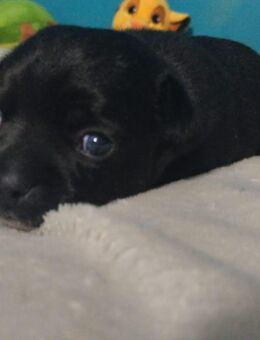 Unsere 3 Chihuahua/ Mops welpen suchen ein zu Hause - Golchen