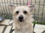 BENJI sucht seine Familie - Sulzfeld (Baden-Württemberg)