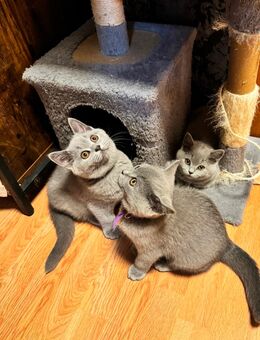 BKH kitten Abgabebreit - Rahden