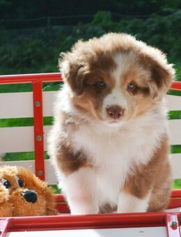 Australian Shepherd Welpen mit Registrier-Ahnentafel IVR - Winzer