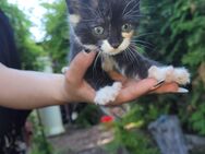 Katzenbabys - Bleicherode