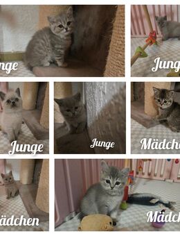 BKH Kitten ab sofort - Oberndorf (Neckar)