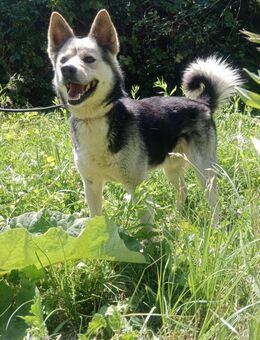 BERTIE -gestandener Typ sucht neue Liebe - Overath