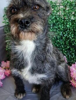 🌸 Sanfte, liebevolle Harley 🌸 - Eislingen (Fils)