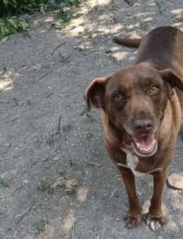 Niemand sieht Lala, sie gibt auf - Olsberg