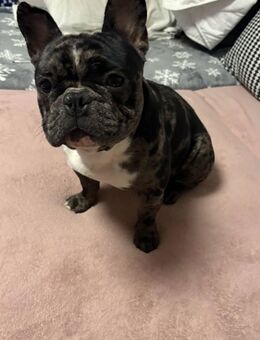 Französische Bulldogge Chester, 1 Jahr alt + viel Zubehör, sucht liebevolles Zuhause - Melsungen