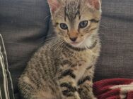 kleines kitten Mädchen sucht Liebe volles Zuhause - Rostock Lütten Klein
