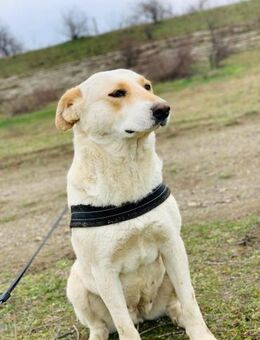 Zora möchte aus Rumänien raus - Blankenheim (Nordrhein-Westfalen)